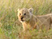 Lion King director Jon Favreau inspired BBC man's new lion documentary