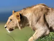 Lion Makers Begged Star Lion 'Please Don't Die'
