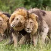 Lion series filmmaker says David Attenborough thought he was 'mad'