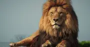 Lion 'Sighted' in Spanish Mountains Near Brit Holiday Hotspot Sparks Panic