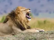 Lion 'Spotted' Roaming in Spain Sparks Search Operation, Later Called Off