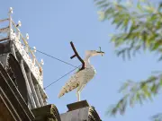 Liver Bird to be removed from Mersey Chambers for restoration