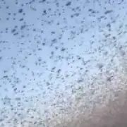 Locust swarm darkens sky in Russia's Dagestan region