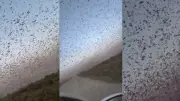 Locust Swarm Turns Sky Black in 'Biblical' Scenes in Dagestan