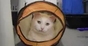 London cat Bugsy waits 250 days for a forever home at Battersea
