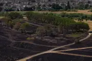 London Firefighters Tackle 10 Grass Fires in a Day Amid Drought
