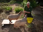 London Zoo's annual weigh-in captures adorable animal moments