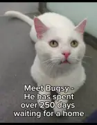 Lonely cat spends 250 days waiting for a home at Battersea