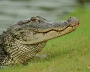 Louisiana alligator hunt opens with record participation