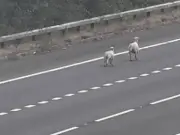 M4 blocked by sheep for second time in three days