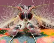 Macro photography: the mesmerising art of capturing insects up close