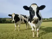Mad Cow Disease Case Confirmed in Dumfries and Galloway