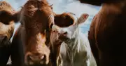 Mad cow disease discovered on a UK farm in Scotland