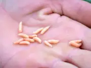 Maggots and flies will stop invading bins with 2 ingredients you have at home
