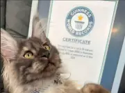 Maine Coon with 29 Toes Breaks Guinness World Record