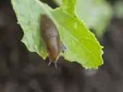 Make a 22p garlic spray to keep slugs off plants naturally