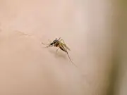 Malaria 'airport outbreak' kills two in Frankfurt as six infected