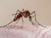 Malaria Warning After Two Airport Workers in Frankfurt Die
