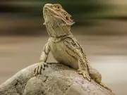 Man arrested at Tokyo airport with 200 lizards in socks