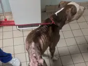 Man banned from keeping animals for 15 years after emaciated dog found in Rochdale
