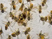 Man forced to flee flat as thousands of wasps infest home