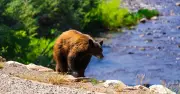 Man in 60s mauled by bear in Colorado, sixth attack this year