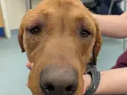 Man Jailed for 18 Months After Beating Dog and Cat to Death