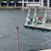 Man swims in dock where boy, 14, drowned days before