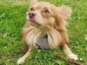 Man who shook girlfriend's chihuahua to death avoids jail