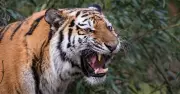 Man who 'trusted animals more than people' mauled to death by own pet tiger