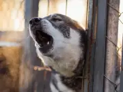 Man's Elaborate Revenge on Neighbor Over Barking Dog