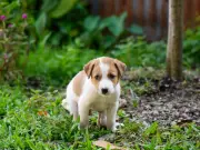 Man’s garden revenge over neighbour’s dog mess wins praise