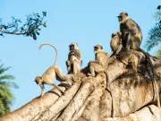 Marxist monkeys seize crop production in Indian villages