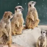 Meerkat family killed in tunnel collapse at Leicestershire wildlife park