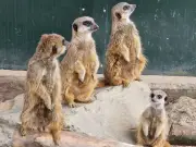 Meerkats killed in tunnel collapse at Leicestershire wildlife park