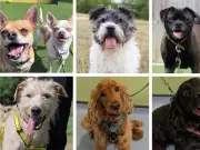 Meet the 27 Dogs Seeking Forever Homes at Darlington Kennels