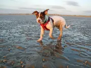 Merseyside town named UK's most dog-friendly seaside destination