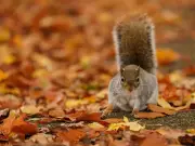 Met Office issues autumn weather verdict and heatwave update