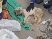 Miracle dog found alive after 29 days trapped under earthquake rubble