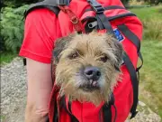 Miracle Dog Survives 19 Days Alone on Helvellyn Before Rescue