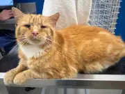 Missing cat found 86 miles from home after a year, reunited with owner