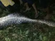 Missing Farmer Found Dead Inside 23-Foot Python in Indonesia