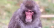 Monkey escapes Scottish wildlife park, public told not to approach