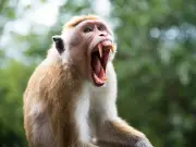 Monkey gang kills 10-year-old boy in Gujarat village attack