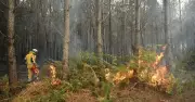 Monschau evacuated as Belgium wildfire crosses into Germany