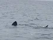 Monster 25ft shark spotted off UK coast sparks Jaws fears