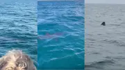Monster shark '25ft long' spotted in UK waters as sightseers stunned