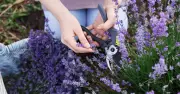 Monty Don: Prune lavender at end of summer to avoid woody, leggy plants