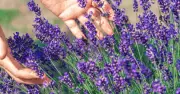 Monty Don: Prune lavender now or risk woody, leggy plants