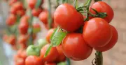 Monty Don's August Tomato Task for a Fully Ripe Harvest